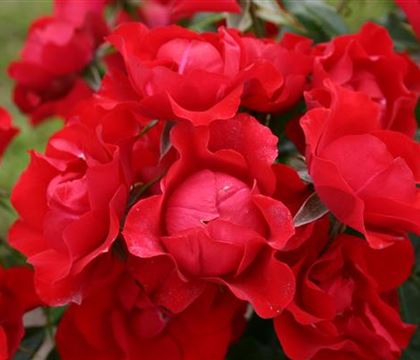 Rosa 'Black Forest Rose' Rosa 'Black Forest Rose'