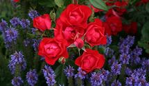 Bodendeckerrose