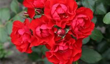 Bodendeckerrose