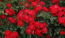 Bodendeckerrose