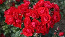 Bodendeckerrose
