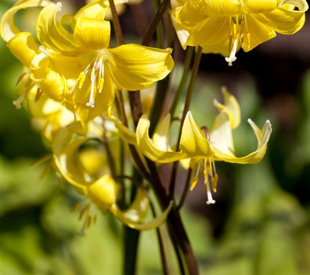 Erythronium tuolumnense 'Pagoda'