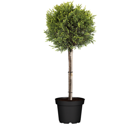 Cupressocyparis (x) leylandii 'Castlewellan' Cupressocyparis (x) leylandii 'Castlewellan'