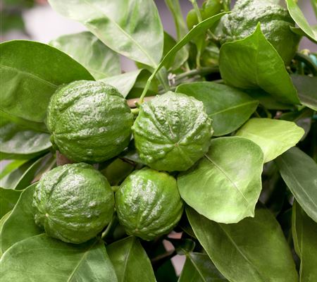 Citrus clementina Citrus clementina