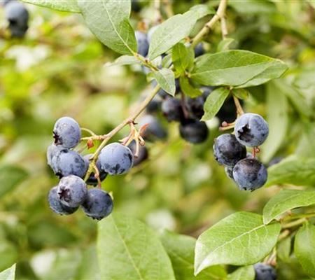 Vaccinium corymbosum Vaccinium corymbosum