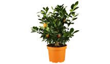 Calamondin