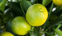 Calamondin
