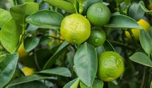 Calamondin