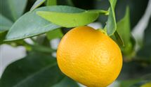 Calamondin