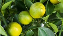 Calamondin
