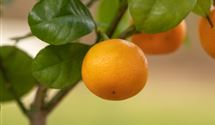 Calamondin
