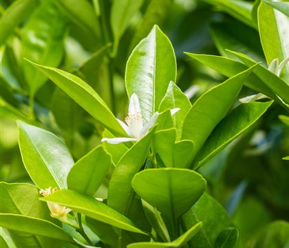 Citrus mitis Citrus mitis