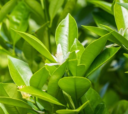 Citrus mitis