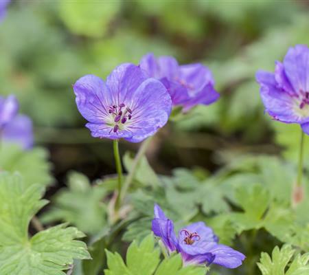 Geranium wallichianum 'Rozanne'