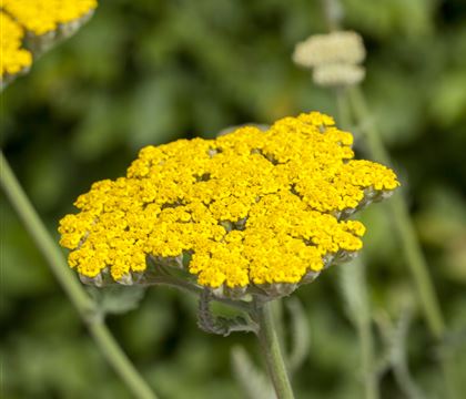 Achillea filipendulina 'Coronation Gold'