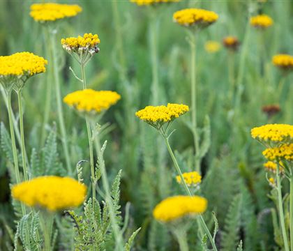 Achillea filipendulina 'Coronation Gold'