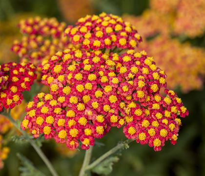 Achillea filipendulina 'Walter Funcke'