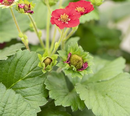 Fragaria x ananassa 'Rubra' Fragaria x ananassa 'Rubra'