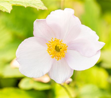 Anemone tomentosa 'Robustissima'