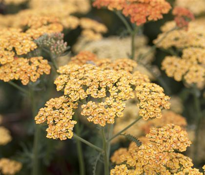 Achillea millefolium 'Terracotta'