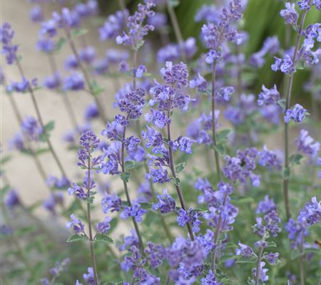 Nepeta x faassenii