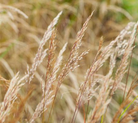 Achnatherum calamagrostis 'Algäu' Achnatherum calamagrostis 'Algäu'