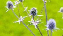 Edeldistel, Mannstreu