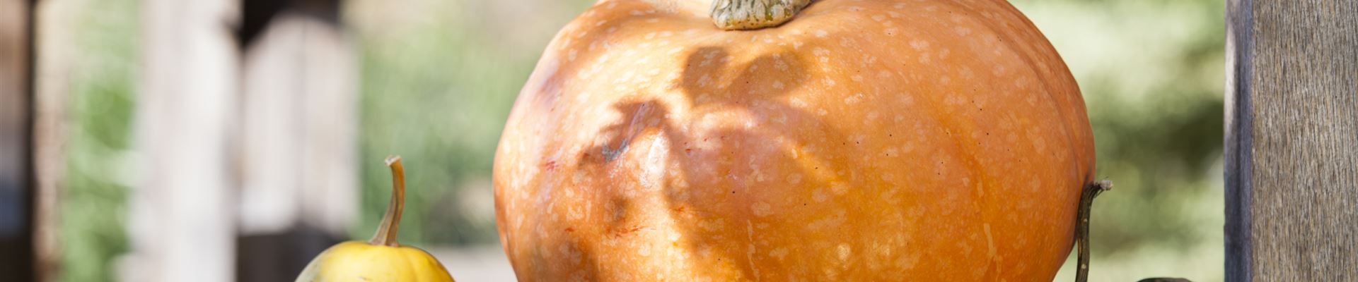 GS502919.jpg GS502919.jpg