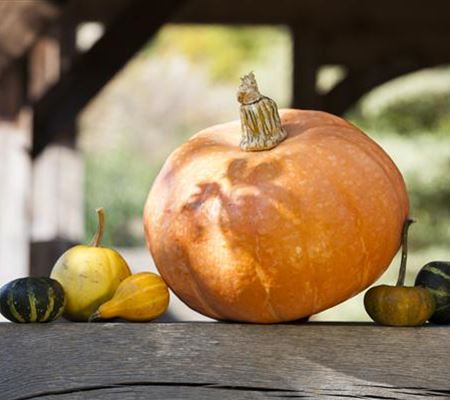 Kürbisernte Kürbisernte