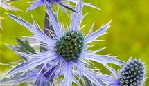 Edeldistel, Mannstreu