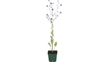 Edeldistel, Mannstreu