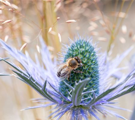 Eryngium planum