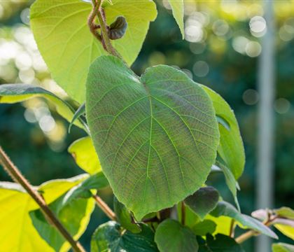 Actinidia deliciosa Actinidia deliciosa