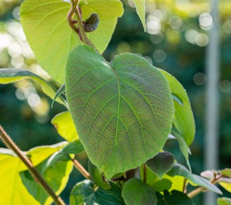 Actinidia deliciosa Actinidia deliciosa