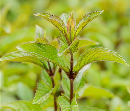 Mentha piperita (x) 'Mitcham'