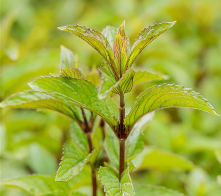 Mentha piperita (x) 'Mitcham' Mentha piperita (x) 'Mitcham'