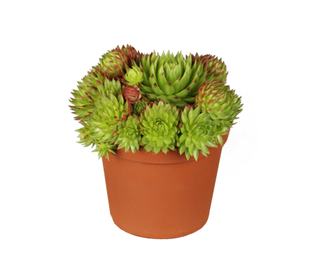 Jovibarba globifera ssp. globifera