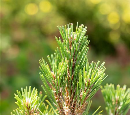 Pinus mugo 'Columbo'
