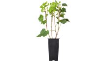 Ribes (Johannisbeere) 'Jonkheer van Tets'
