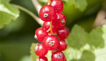 Ribes (Johannisbeere) 'Jonkheer van Tets'