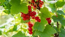 Ribes (Johannisbeere) 'Jonkheer van Tets'