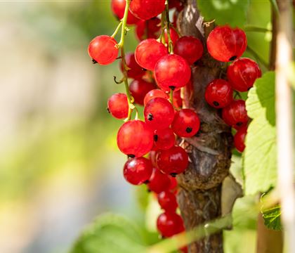 Ribes (Johannisbeere) 'Jonkheer van Tets' Ribes (Johannisbeere) 'Jonkheer van Tets'