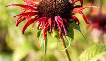 Goldmelisse, Indianernessel