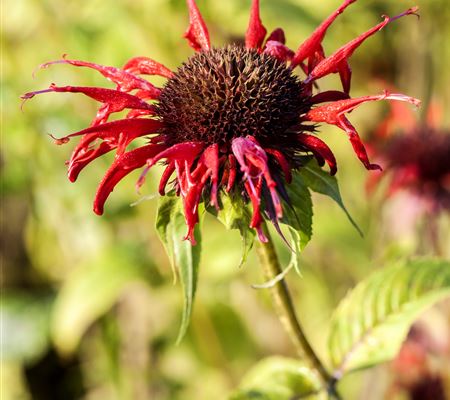 Monarda didyma 'Squaw'