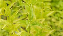Goldmelisse, Indianernessel
