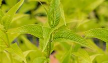 Goldmelisse, Indianernessel