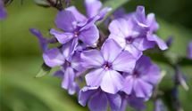 Hoher Staudenphlox