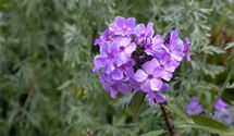 Hoher Staudenphlox