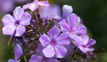 Hoher Staudenphlox