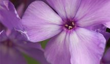 Hoher Staudenphlox